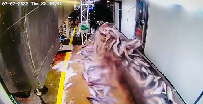 A machinery failure on a fishing vessel, with countless fish spilling onto the deck, highlighting catastrophic device failure.
