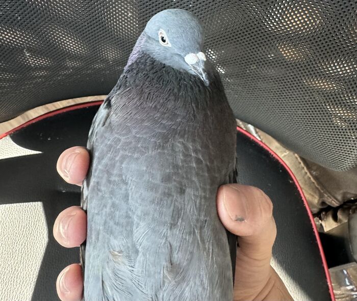 Person holding a dark gray pigeon in their hand