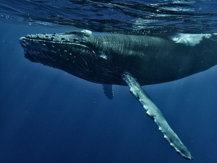 Humpback whale swimming underwater in deep blue ocean