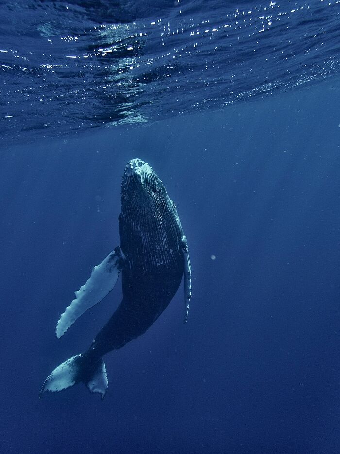 Humpback whale underwater highlighting random facts about marine life