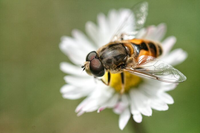Close-up of a bee on a white flower highlighting nature's random facts
