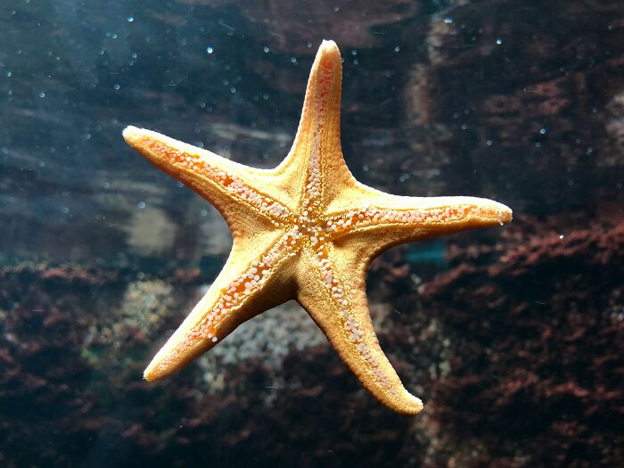 Starfish underwater showing textured orange arms against dark background