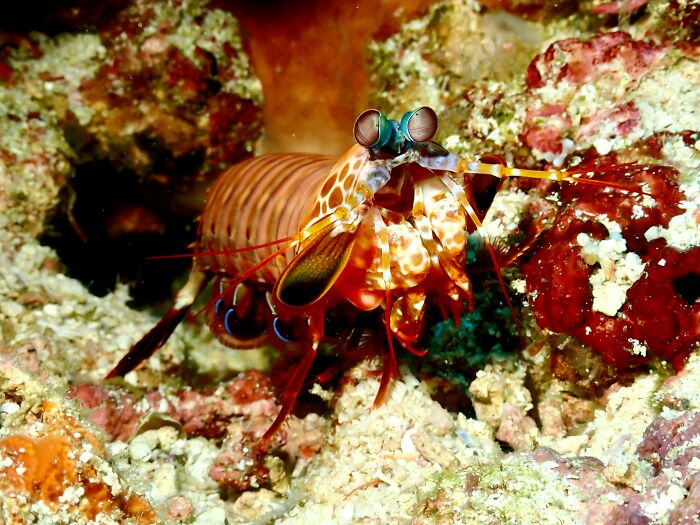 Colorful mantis shrimp on coral reef underwater random facts