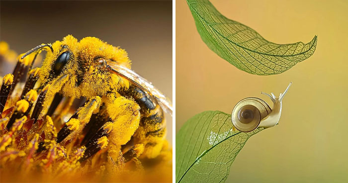 This Page Shared Macro Shots That Reveal The Strange And Stunning Details Of Flowers And Insects (55 Pics)