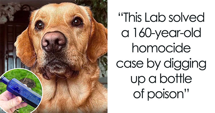 ‘We Rate Dogs’ Shared 32 New Stories That Are Funny, Emotional, And Absolutely Heartwarming