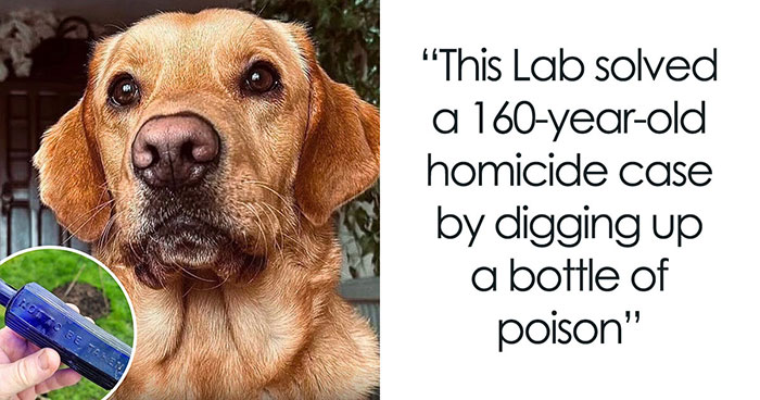 ‘We Rate Dogs’ Shared 32 New Stories That Are Funny, Emotional, And Absolutely Heartwarming