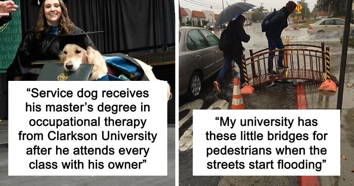 “Therapy Cat”: 72 Times Schools And Universities Made Their Students’ Lives Better (New Pics)