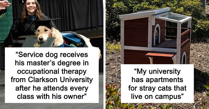 “Therapy Cat”: 72 Times Schools And Universities Made Their Students’ Lives Better (New Pics)