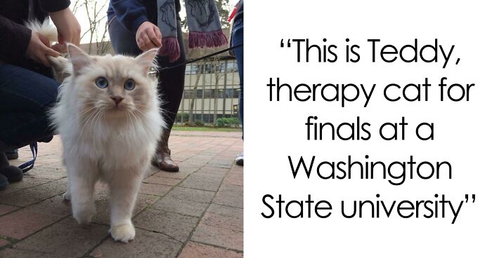 “Therapy Cat”: 72 Times Schools And Universities Made Their Students’ Lives Better (New Pics)