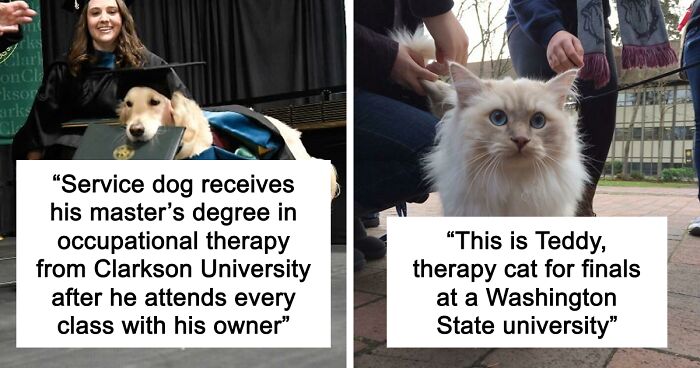“Therapy Cat”: 72 Times Schools And Universities Made Their Students’ Lives Better (New Pics)