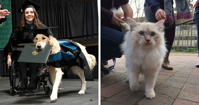 “Therapy Cat”: 72 Times Schools And Universities Made Their Students’ Lives Better (New Pics)