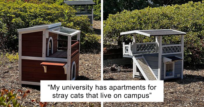 “Therapy Cat”: 72 Times Schools And Universities Made Their Students’ Lives Better (New Pics)