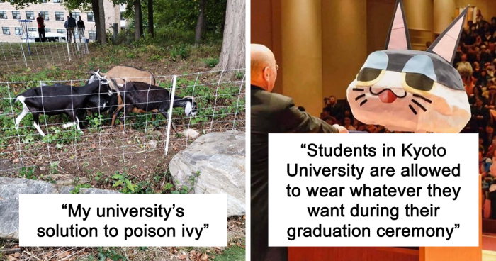 “Therapy Cat”: 72 Times Schools And Universities Made Their Students’ Lives Better (New Pics)