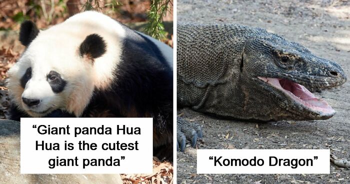 “How Metal Is That”: 66 People From Around The World Flex Their Country’s Coolest Animals
