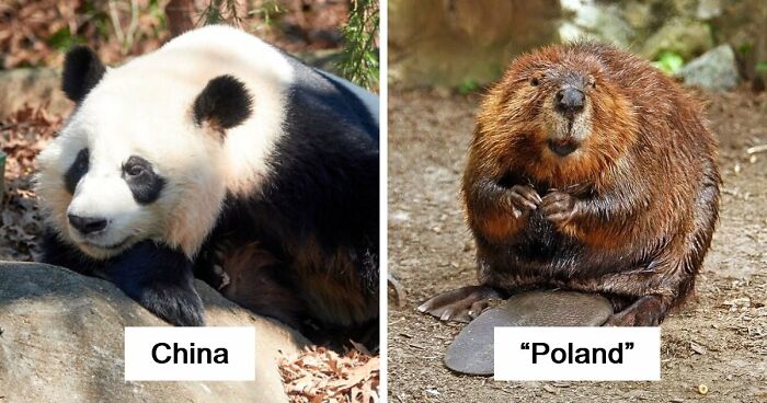 “How Metal Is That”: 66 People From Around The World Flex Their Country’s Coolest Animals