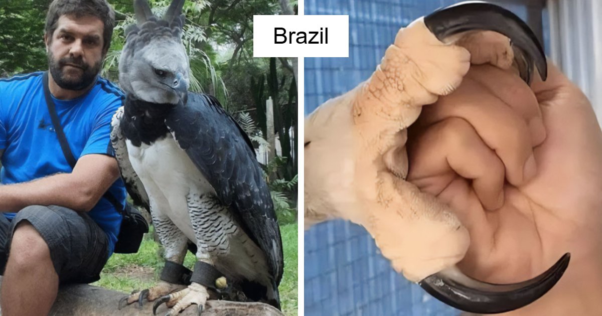 “How Metal Is That”: 66 People From Around The World Flex Their Country’s Coolest Animals