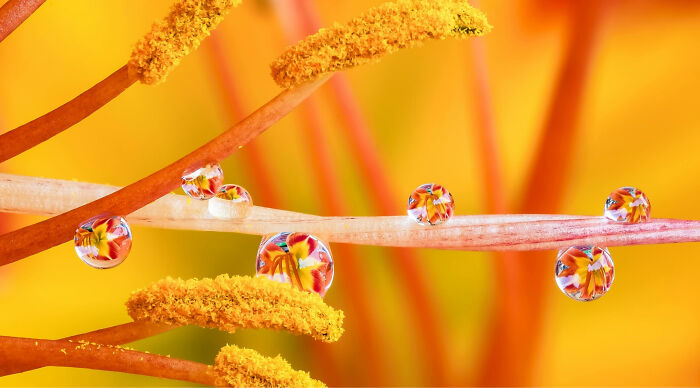 Extreme close-up of flower stamens with pollen and water droplets reflecting vibrant petals Extreme close-up of flower stamens with pollen and water droplets reflecting vibrant petals