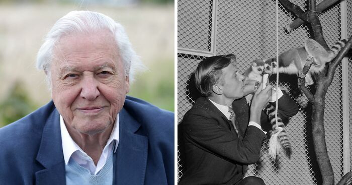 David Attenborough Credits His Long Life To A Very Specific Diet As He Hits 100