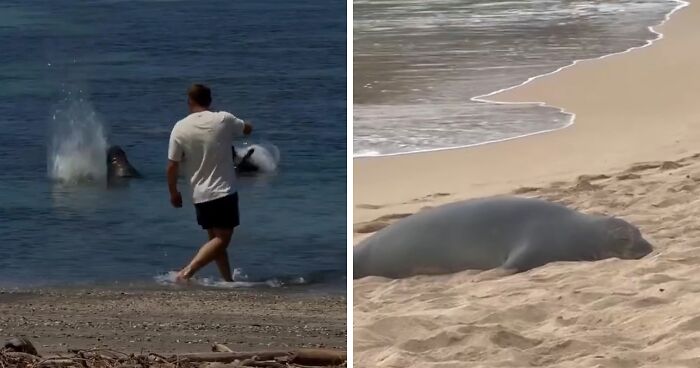 Entitled Tourist Yells “I’m Rich” After Throwing Rock At Beloved Seal, Local Gives Him Instant Karma