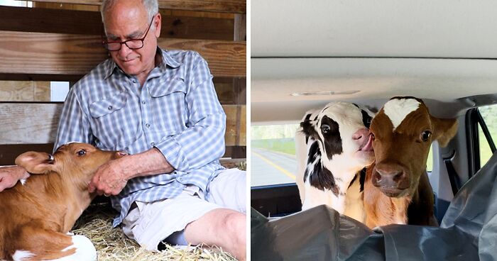 Calf Hits The Jackpot When A Vermont Farmer Spared Him, But His Rescue Turned Into 600 Miles Of Pure Chaos
