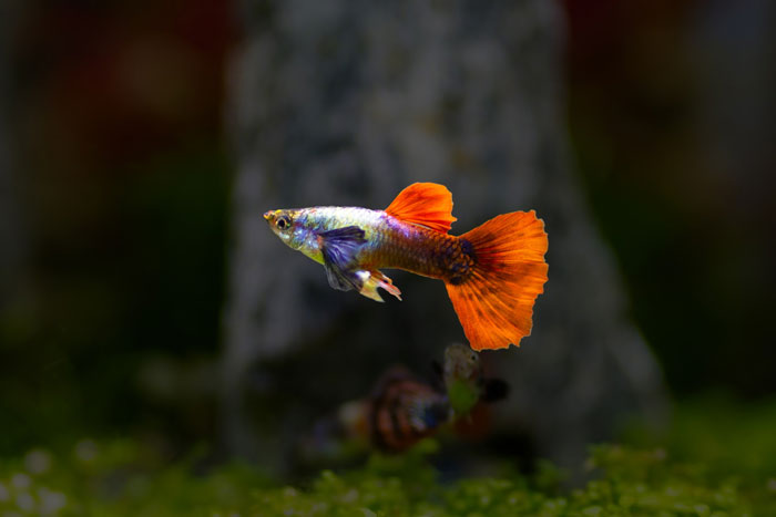 9YO Hurts Babysitter's Fish And Mom Dismisses It, Babysitter Cuts Her Off And Suggests Therapy