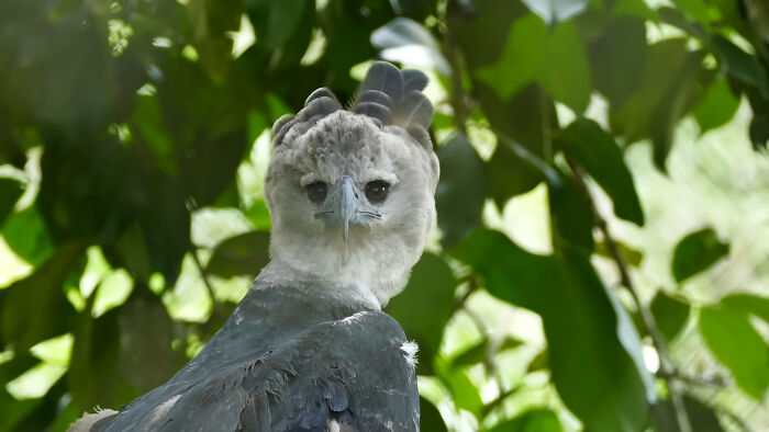 Harpy eagle perched among green leaves looks fake but is real animal