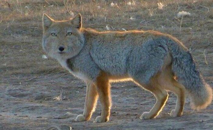 Coyote with thick fur standing on dry soil looks fake but is real animal