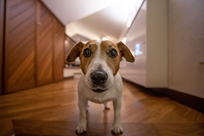 Close-up of a dog inside home, creepy things women have done