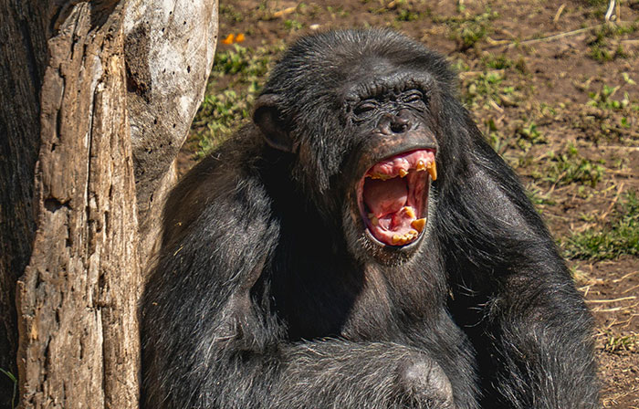 Yawning chimpanzee representing unexpected dark Wikipedia rabbit holes