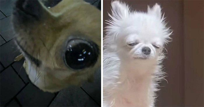 60 Silly Animal Pictures That Need No Explanation Because There Is None (New Pics)