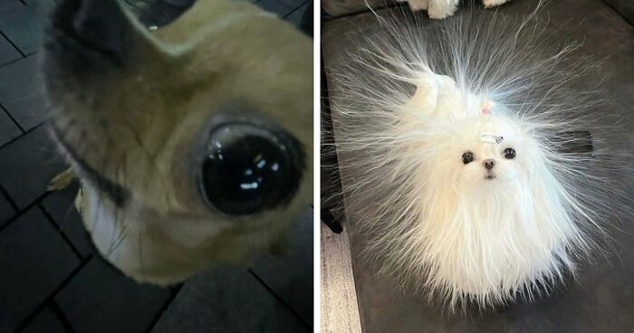60 Silly Animal Pictures That Need No Explanation Because There Is None (New Pics)
