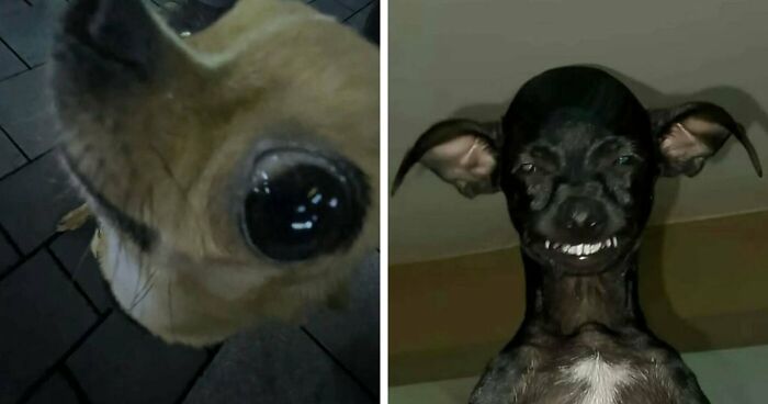 60 Silly Animal Pictures That Need No Explanation Because There Is None (New Pics)