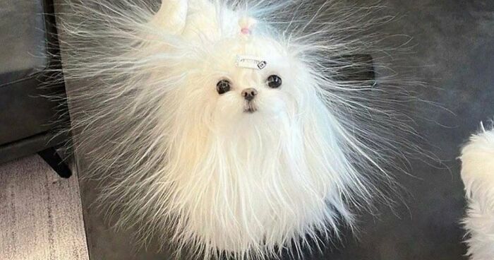 60 Silly Animal Pictures That Need No Explanation Because There Is None (New Pics)