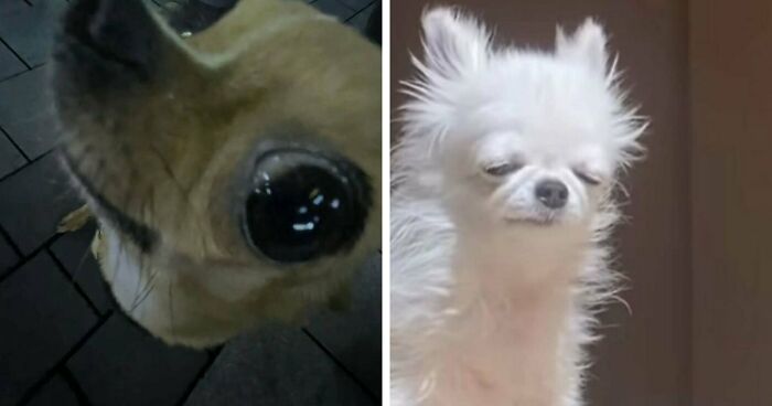 60 Silly Animal Pictures That Need No Explanation Because There Is None (New Pics)
