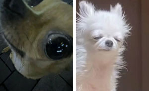 60 Silly Animal Pictures That Need No Explanation Because There Is None (New Pics)