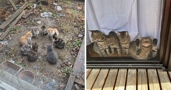 45 Hilarious And Adorable Cat Photos That Perfectly Capture Everyday Chaos, Shared By This Community (New Pics)
