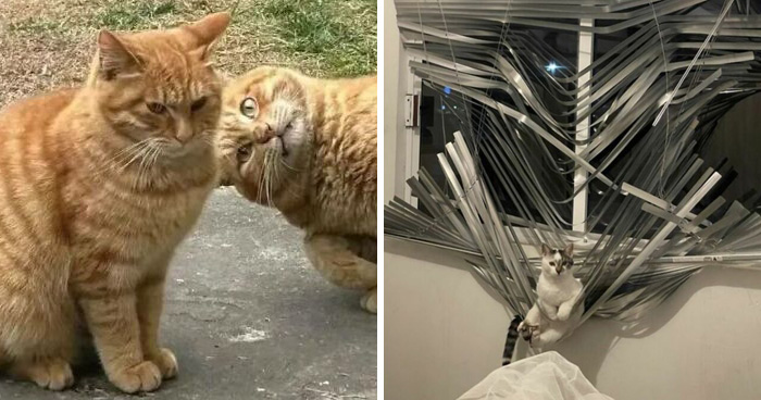 This Page Shared 40 New Photos Of Cats Being Weird, Sweet, And Accidentally Hilarious