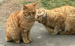 This Page Shared 40 New Photos Of Cats Being Weird, Sweet, And Accidentally Hilarious