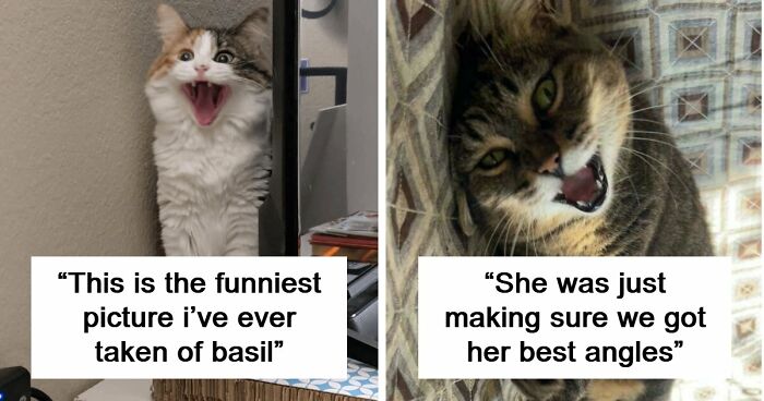 75 Funny Pics Of The Most Adorable Felines Yelling Away To Get Your Attention