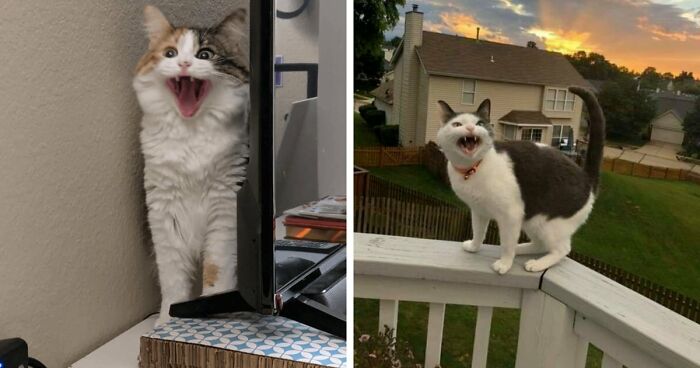75 Funny Pics Of The Most Adorable Felines Yelling Away To Get Your Attention