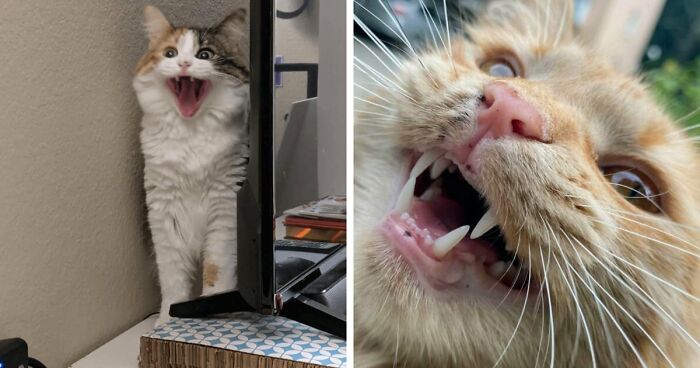 75 Funny Pics Of The Most Adorable Felines Yelling Away To Get Your Attention