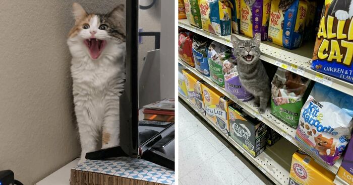 75 Funny Pics Of The Most Adorable Felines Yelling Away To Get Your Attention