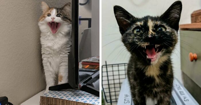 75 Funny Pics Of The Most Adorable Felines Yelling Away To Get Your Attention