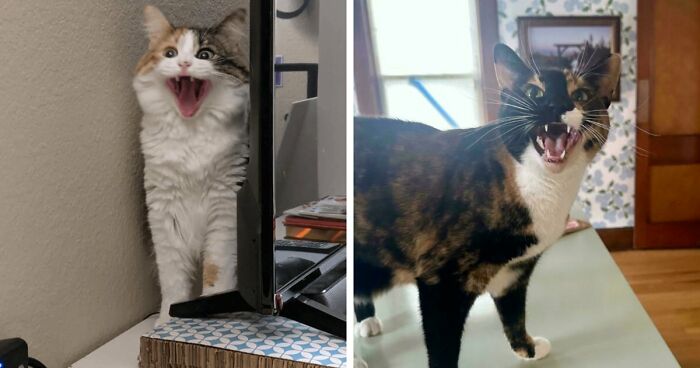 75 Funny Pics Of The Most Adorable Felines Yelling Away To Get Your Attention