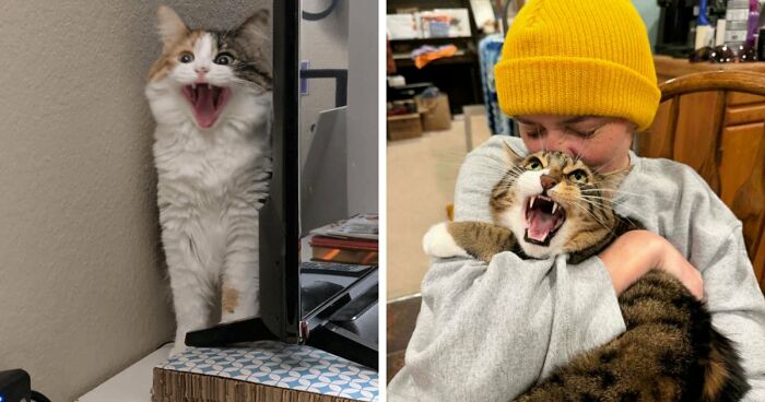 75 Funny Pics Of The Most Adorable Felines Yelling Away To Get Your Attention