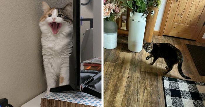 75 Funny Pics Of The Most Adorable Felines Yelling Away To Get Your Attention