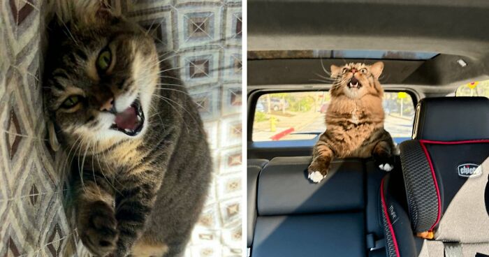 75 Funny Pics Of The Most Adorable Felines Yelling Away To Get Your Attention