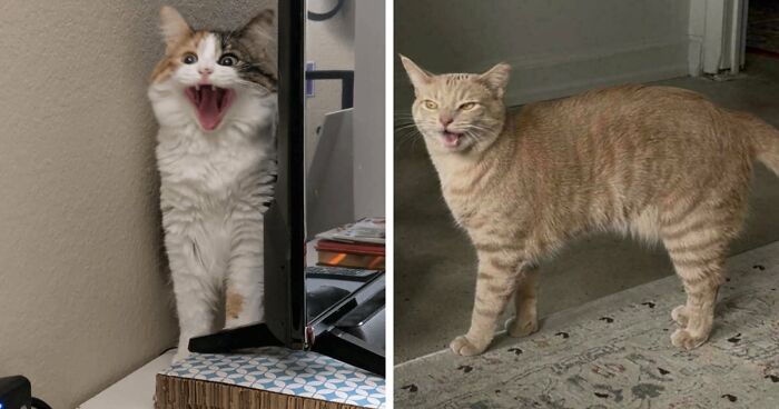 75 Funny Pics Of The Most Adorable Felines Yelling Away To Get Your Attention