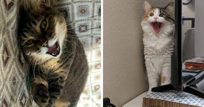 75 Funny Pics Of The Most Adorable Felines Yelling Away To Get Your Attention