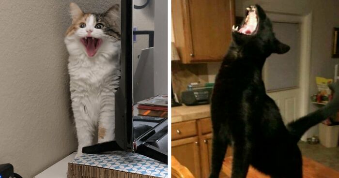 75 Funny Pics Of The Most Adorable Felines Yelling Away To Get Your Attention